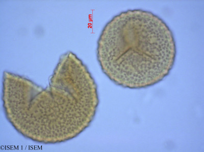 ISEM 1/Ophioglossum_crotalophoroides_82199/Ophioglossum_crotalophoroides_82199_0001(copy)_thumb.jpg